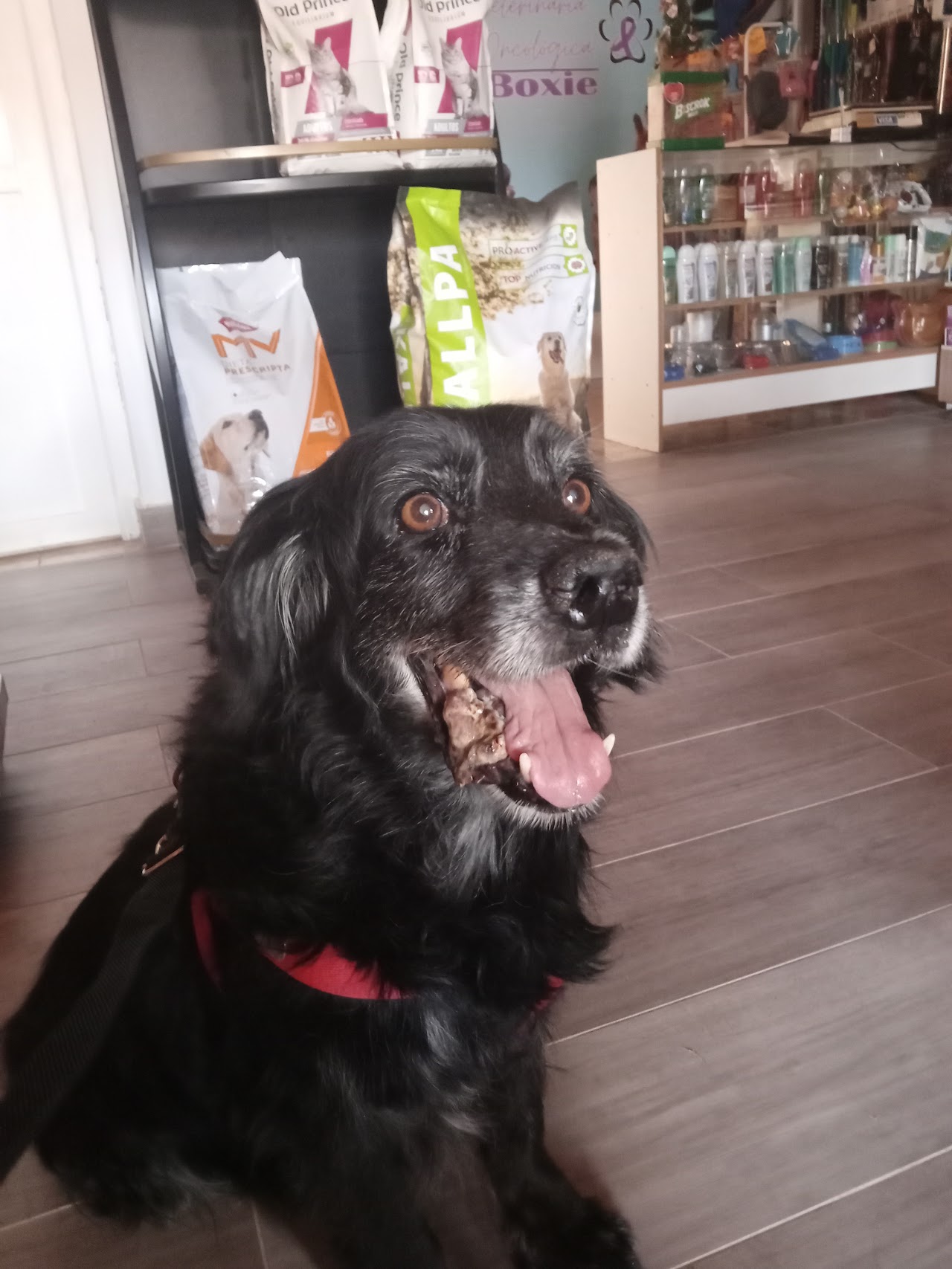 Perro feliz atendido en Veterinaria Boxie
